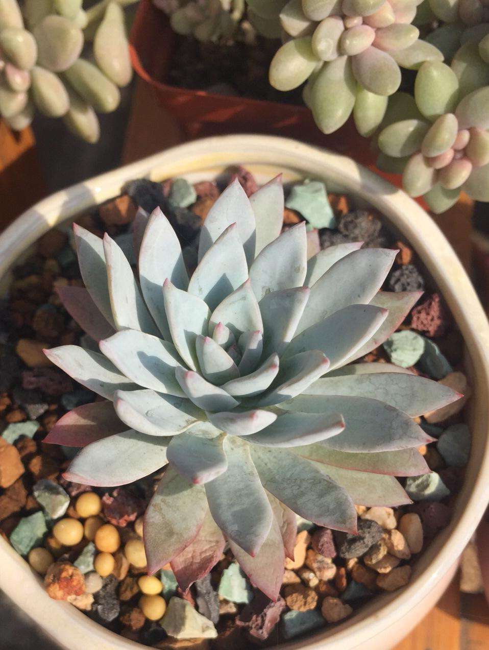 1000种多肉植物图鉴大全大图,景天科1000种多肉植物图鉴