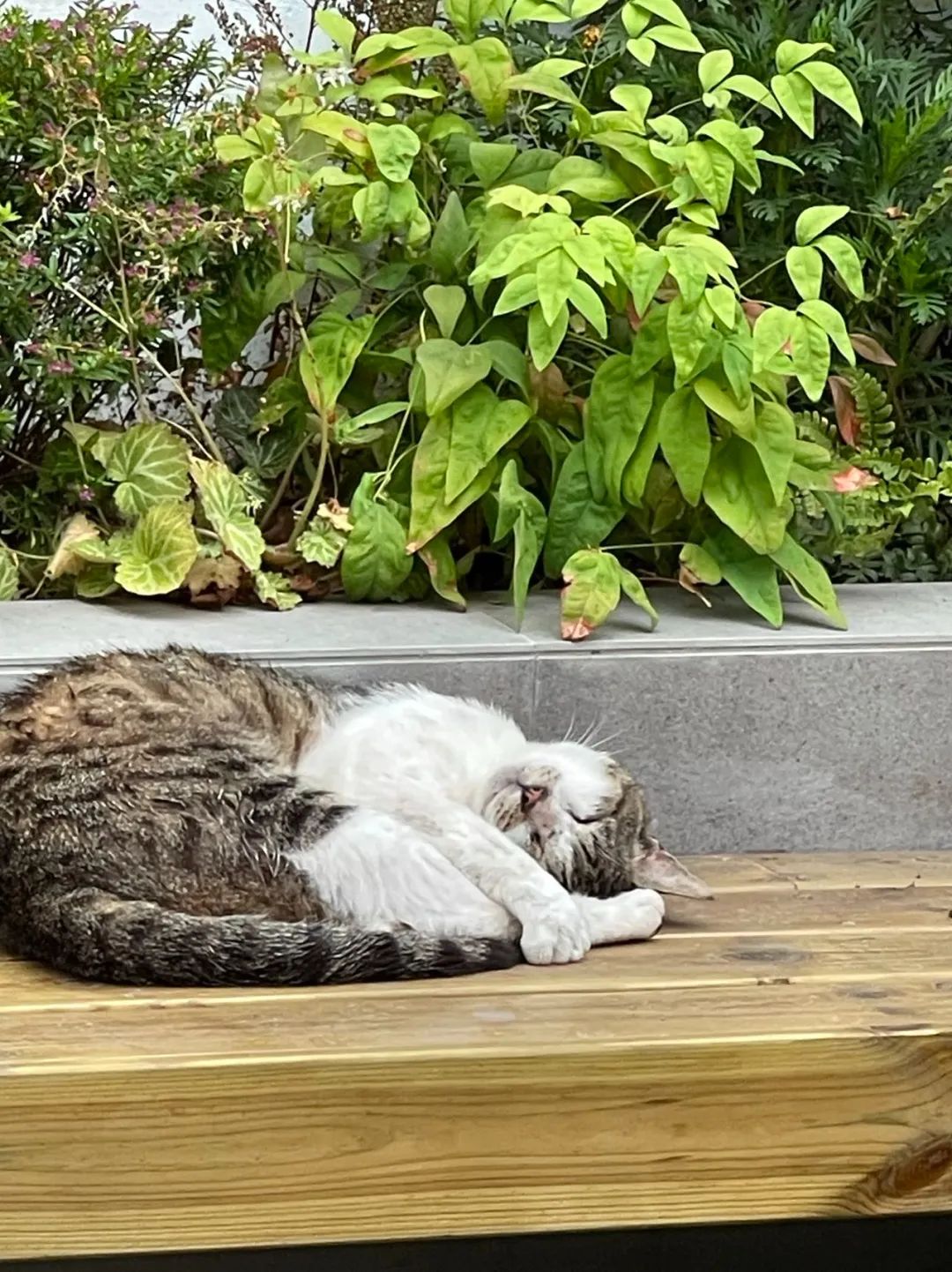 住在上海闹市400平的房子里，花开不败，开窗见池塘，太羡慕了