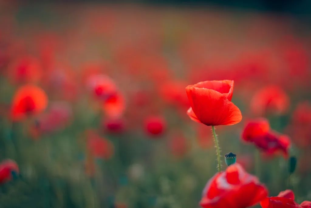 刘丰老师讲不懂得珍惜,刘丰老师身心疗愈