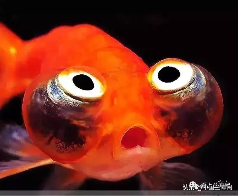 水泡金鱼和望天球金鱼,望天金鱼图片大全