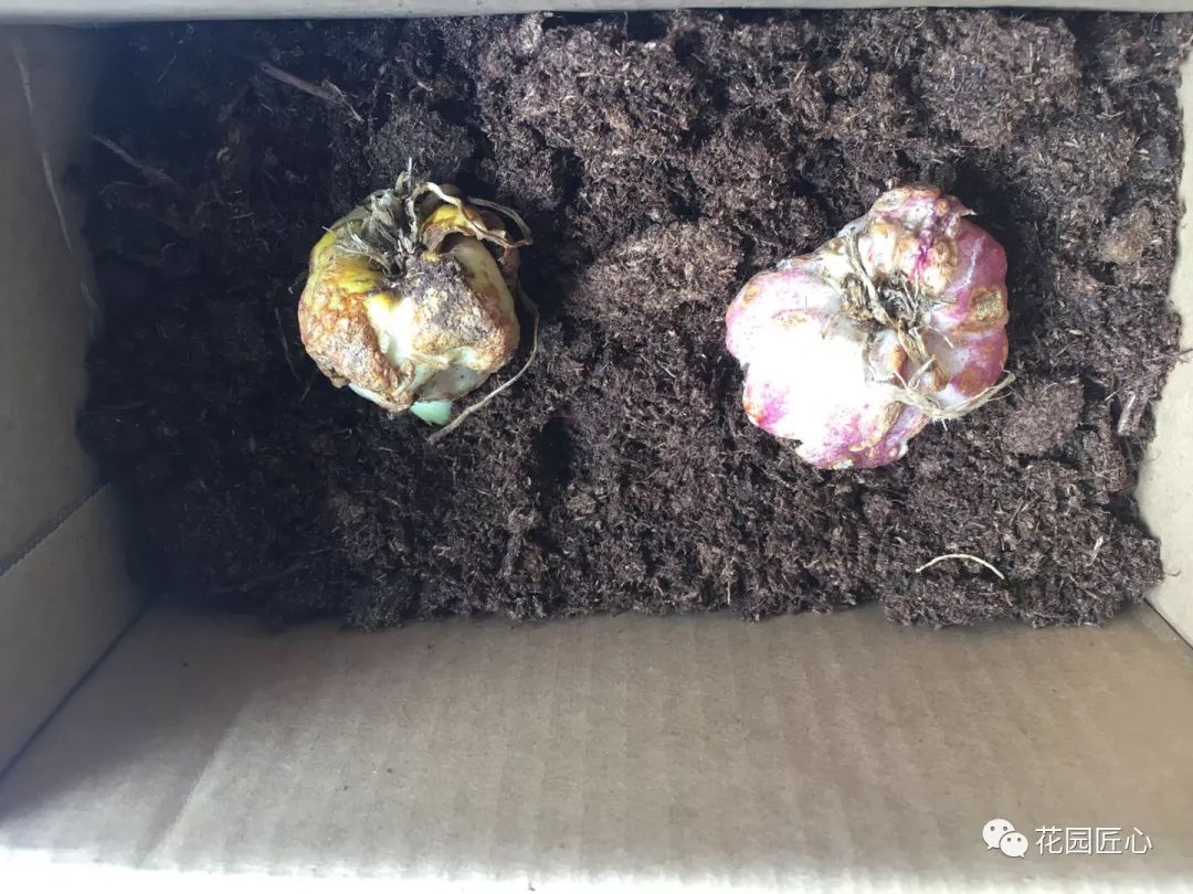 球根种植时间和方法,球根的养殖方法和注意事项