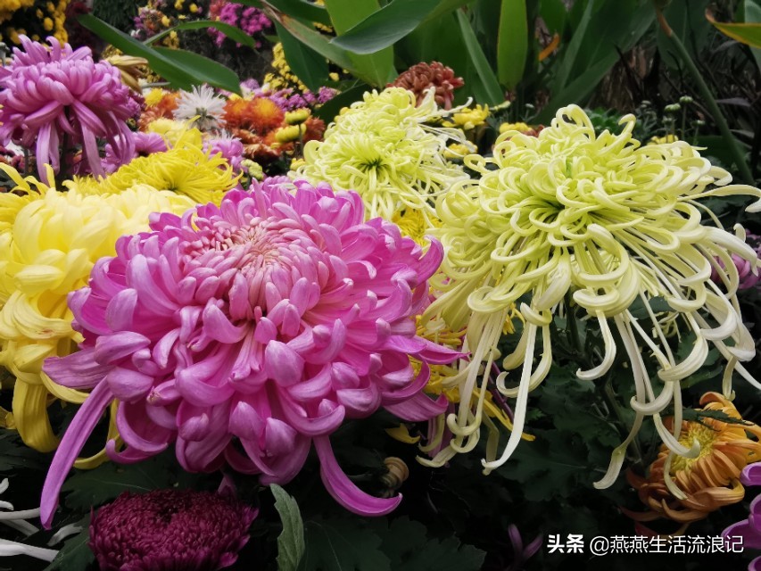 菊花开过后如何养护来年再开花,菊花的详细养护和技巧