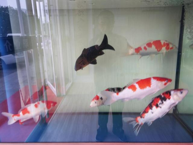 锦鲤鱼饲养不用过滤器可以吗,室内养锦鲤鱼要不要加盐