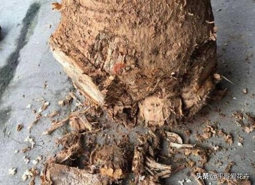 发财树绿萝如何救活,发财树绿萝怎么养才能更旺盛