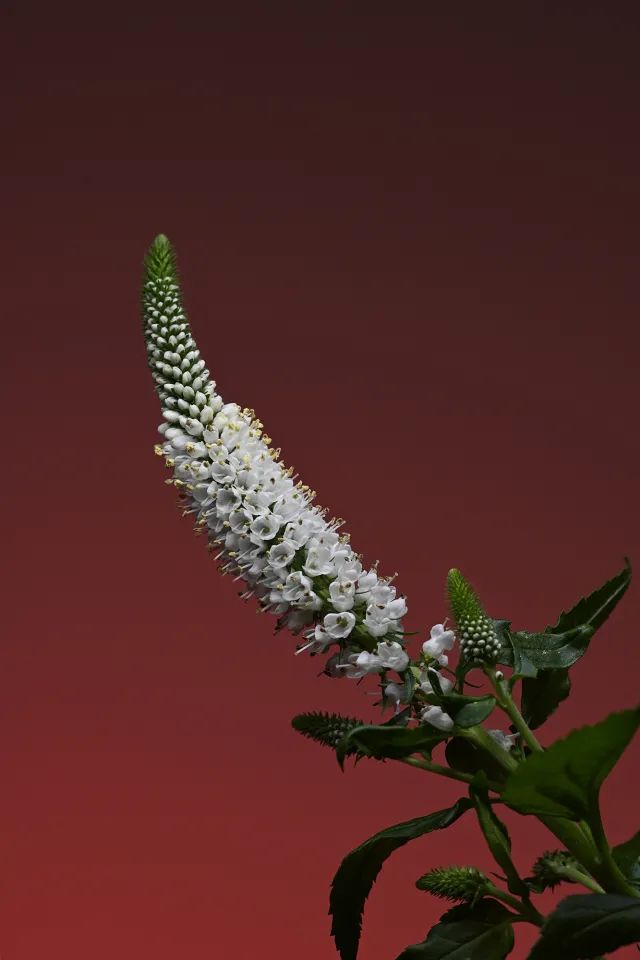 尼康105-2.8d微距镜头,尼康z1052.8s镜头拍摄效果