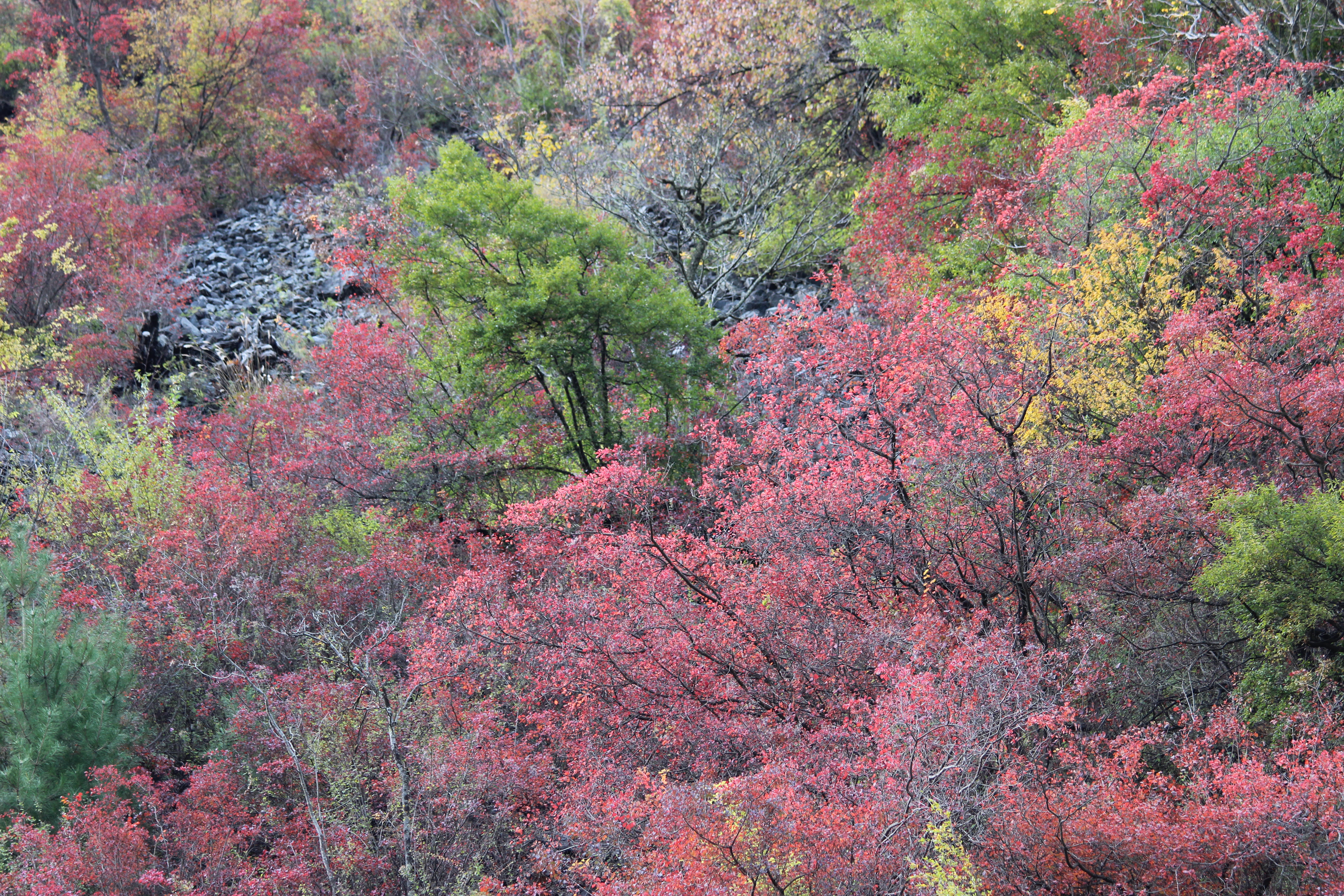 川西看彩林,川西自驾游看彩林攻略