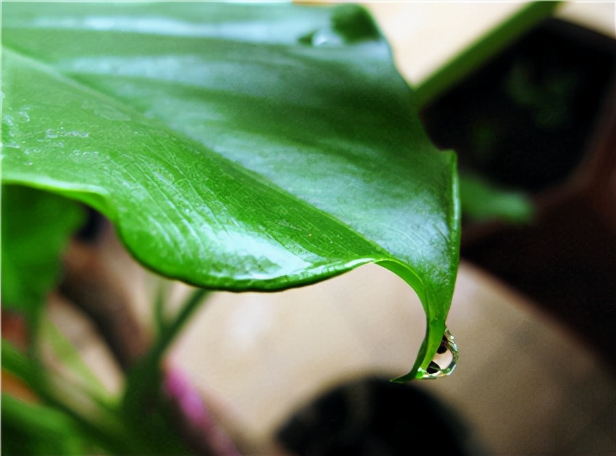一帆风顺花有毒吗对小孩有影响吗,气味对身体有害的盆栽花卉