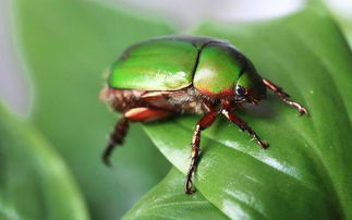 核桃树主要病虫害的防治与识别,核桃的病虫害防治研究进展
