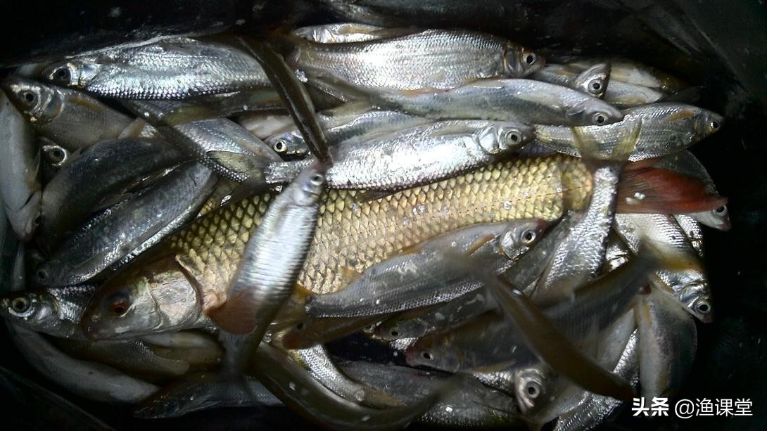 浮漂不清晰解决方法,浮漂漂不起来怎么调漂