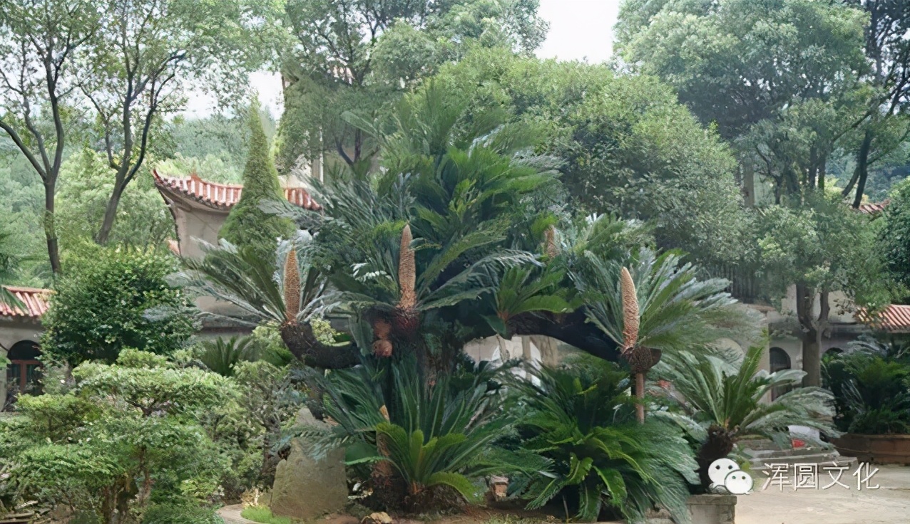 最简单有效的站桩功,练浑圆桩松沉的方法