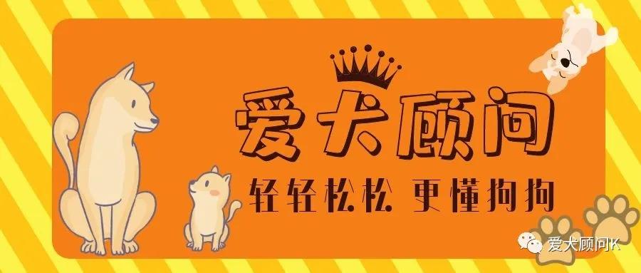 小狗怕坐摩托车怎么办,狗狗不肯坐摩托车怎么办