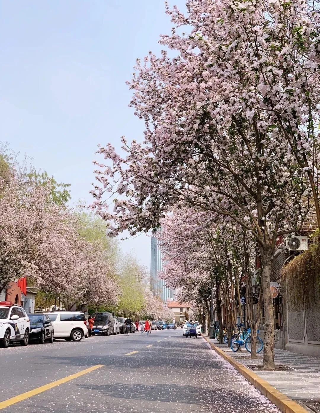 一个不出郑州的踏青好去处,天津春游公园推荐