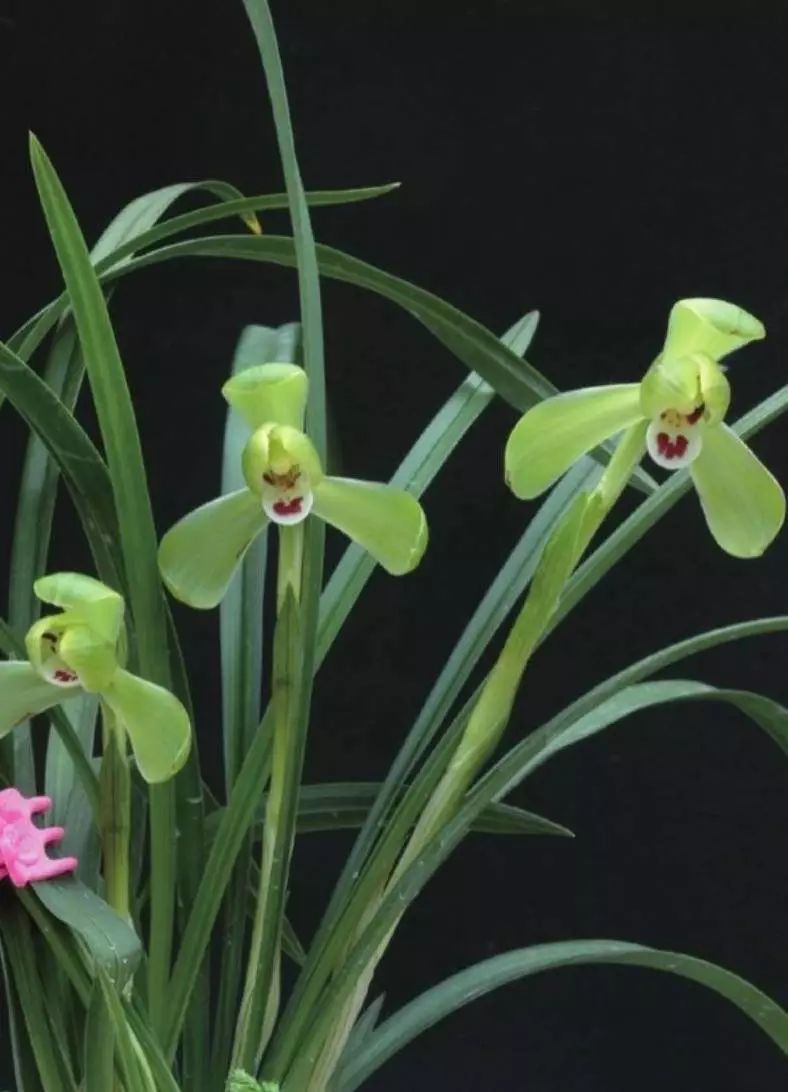 养兰新手用啥盆,最简单的养兰植料