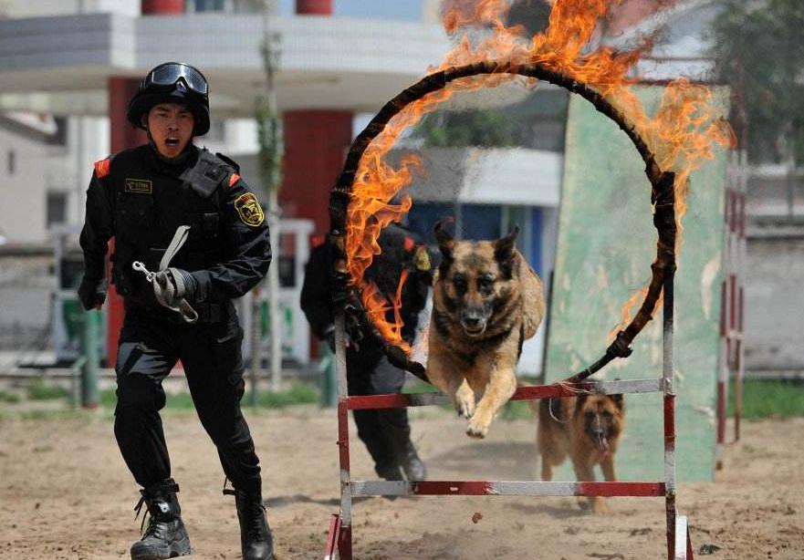 养狗一般养什么最好,新手养狗该养什么好