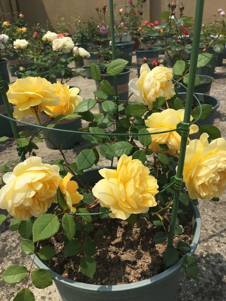 五颜六色的透明多肉,颜色超好看的多肉