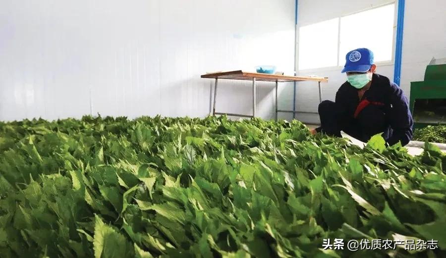 机器养蚕,规模化桑蚕养殖技术视频