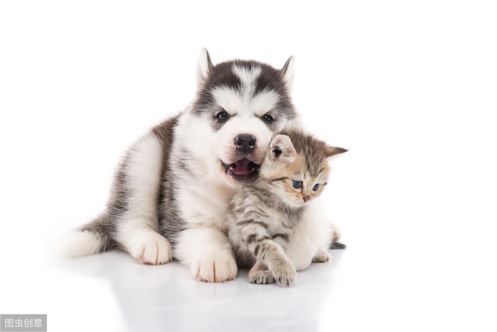 人生赢家就是猫狗双全,养狗和猫怎么让猫狗和平相处