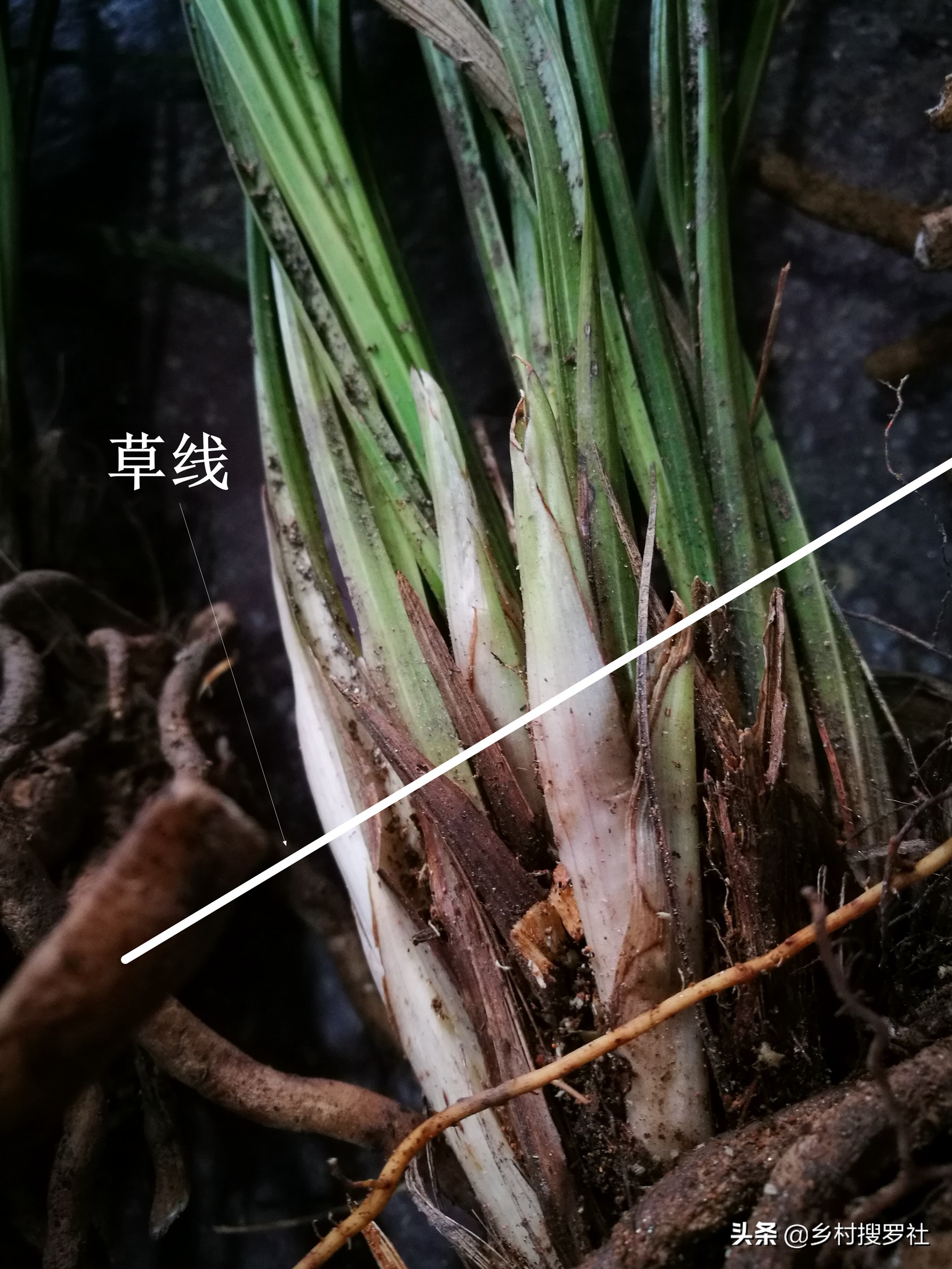 兰花出花苞冬季怎么管理和养护,新种带花苞的兰花为什么会消苞