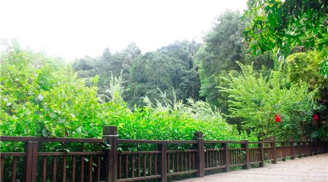 广东省内森林旅游景点,广东森林公园排行榜