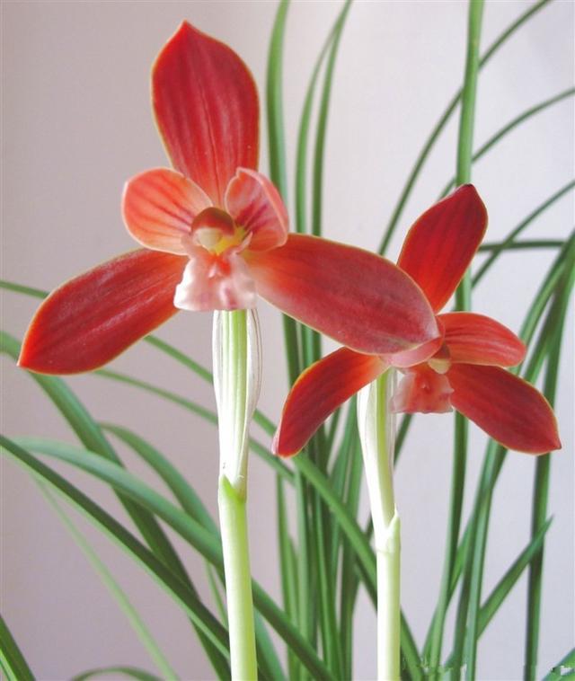 国兰精品春兰华夏红素,玉兰开花性最好的品种