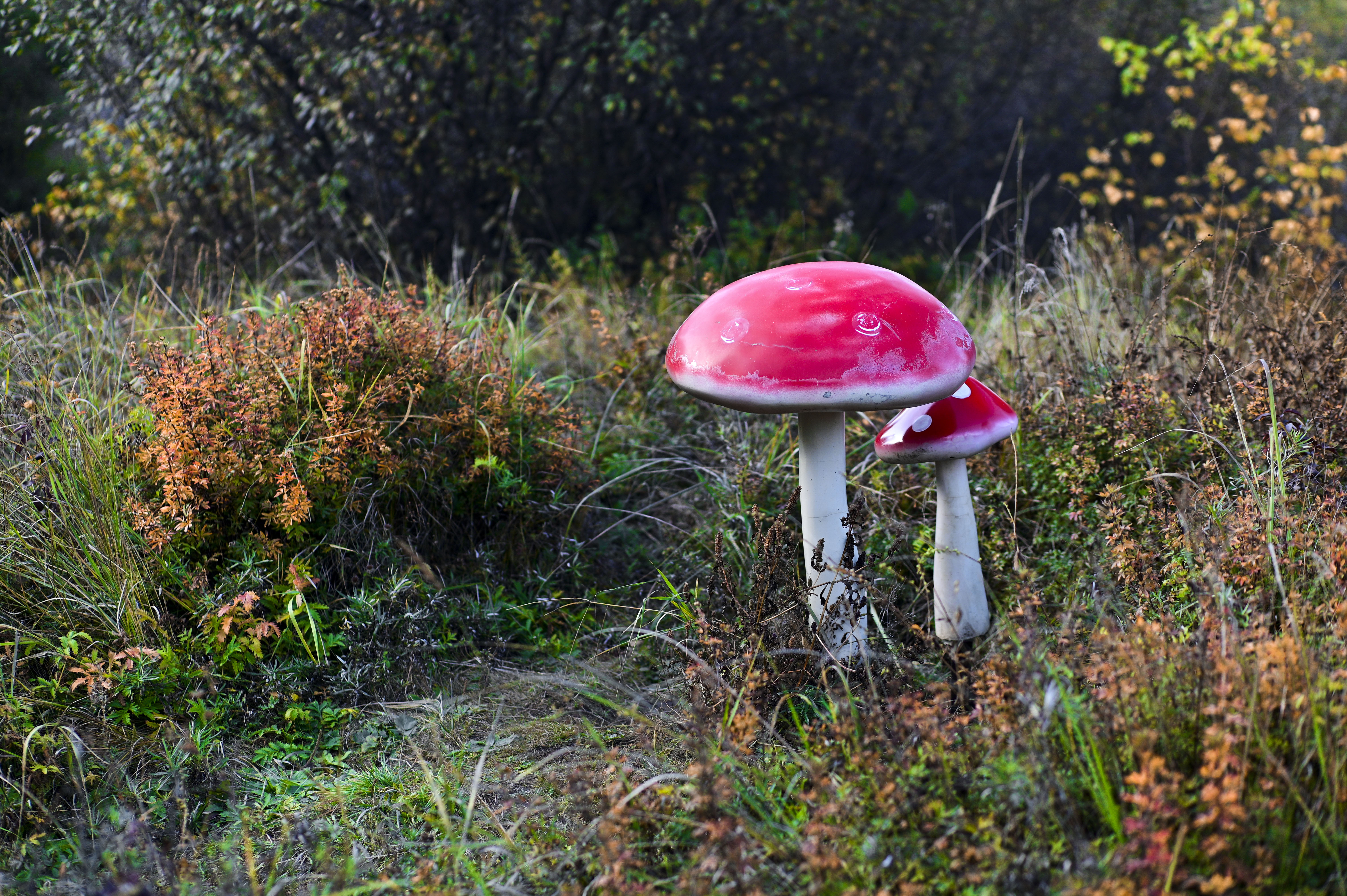丰宁神仙谷七彩森林景区地图,丰宁坝上七彩森林游玩攻略