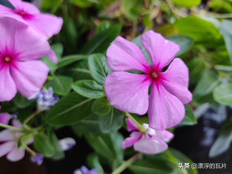 信仰加成,一加6t迈凯伦版现在价位