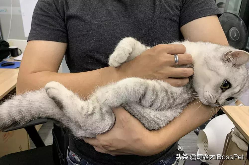 抱猫咪的正确方法,猫咪怎么抱才是正确方式