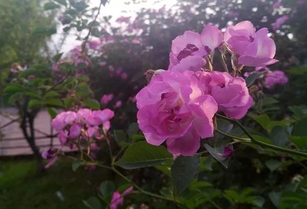 高考病句六大类型教案,高考六大病句典型例句