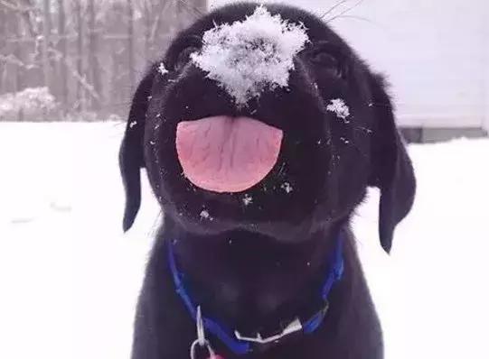 苏州联萌宠物餐馆,苏州联萌宠物餐厅开业了吗