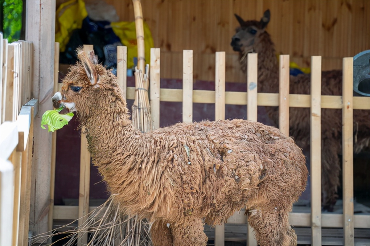 苏州同里古镇亲子游,苏州同里湖二期亲子游