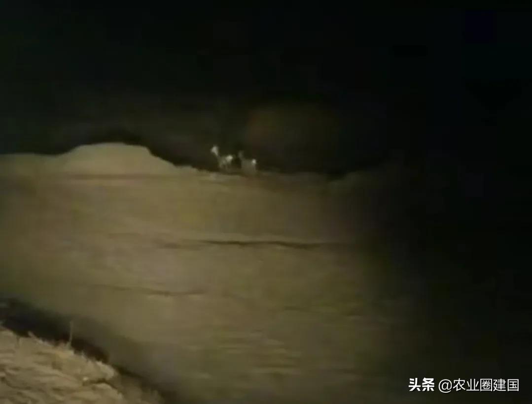 夜里狗狂吠不止,狗狗半夜狂吠不止主人不理