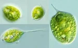 鱼类水产养殖需要哪些藻类,水产养殖显微镜下各种藻类