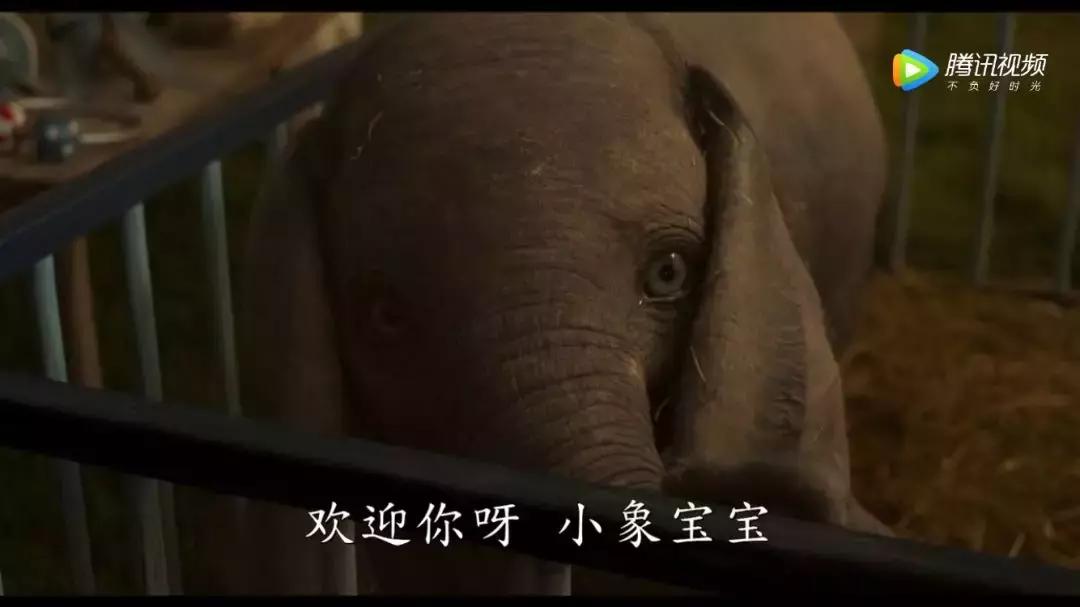 谁喜欢小飞象,谁还记得以前的小飞象