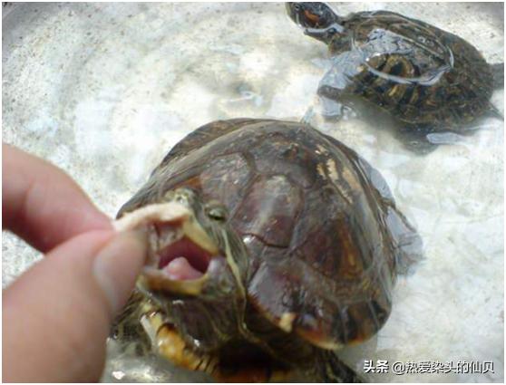 龟到家不吃东西怎么办,龟到家不吃食怎么办