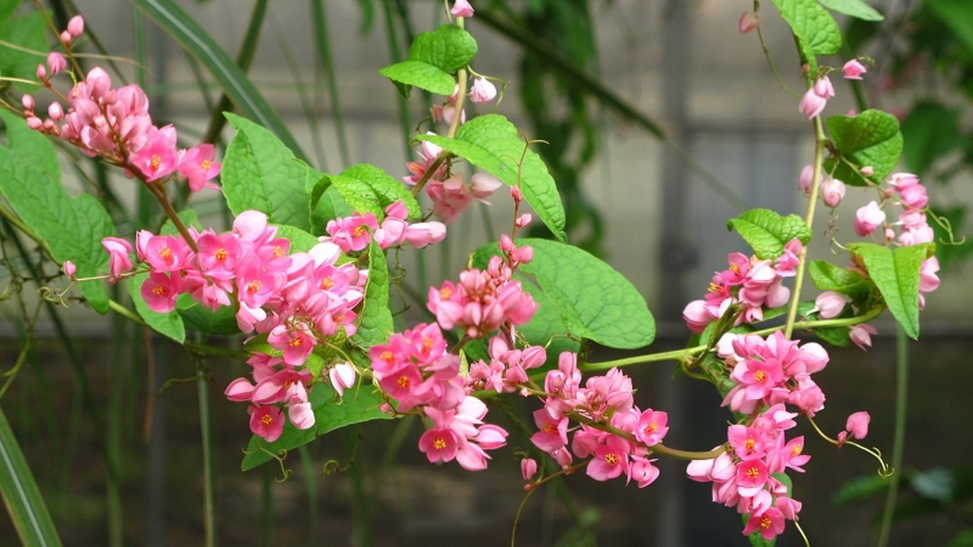 植物世界丨40款人见人爱的爆火花卉居然都是入侵植物，丢弃要犯罪
