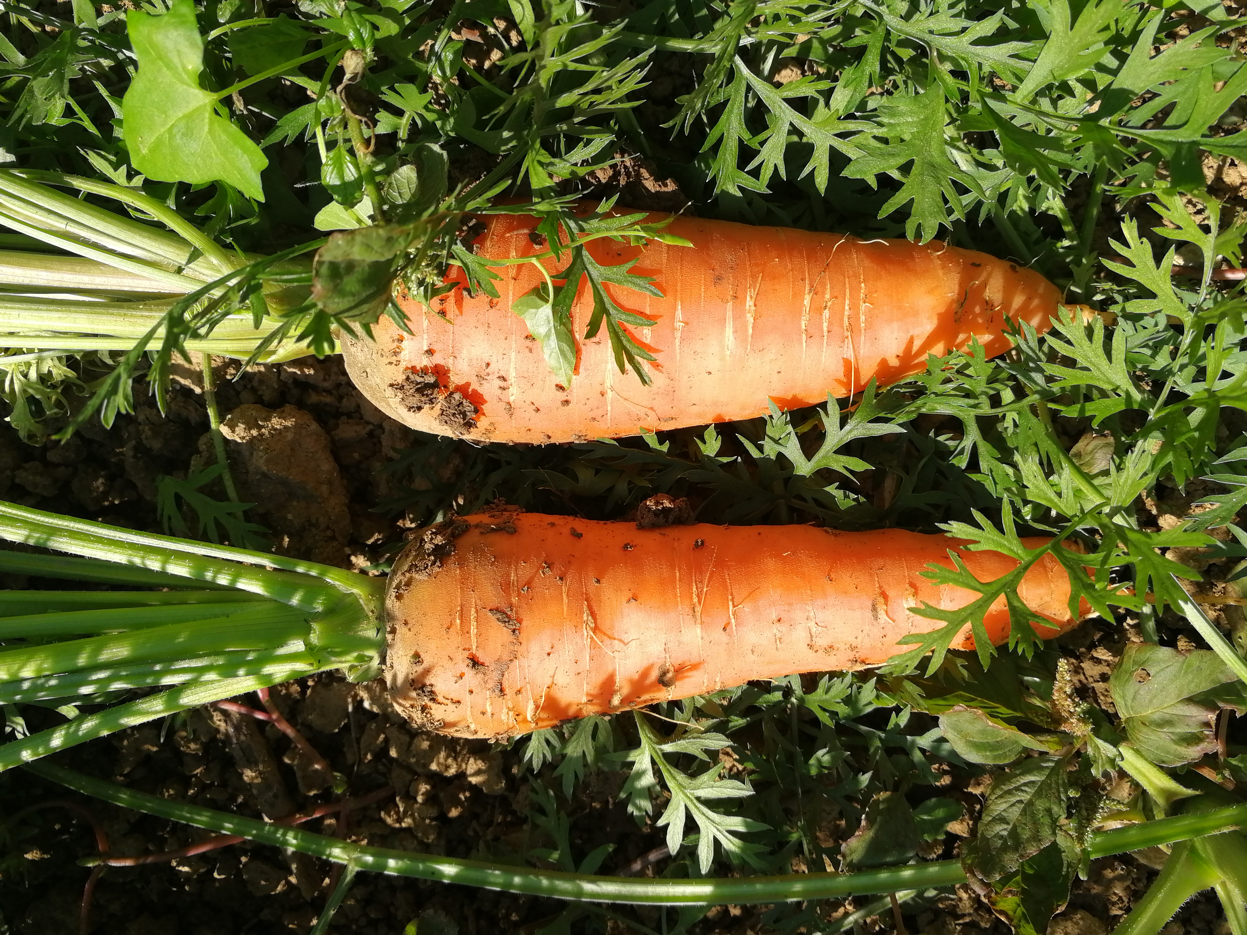高效生态农业规模化,高效生态农业项目简介