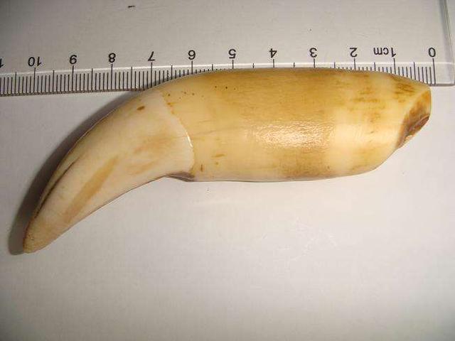 雅虎是什么意思啊,牙虎小知识