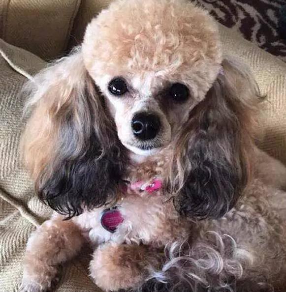 六种贵宾犬,哪种颜色的贵宾好看