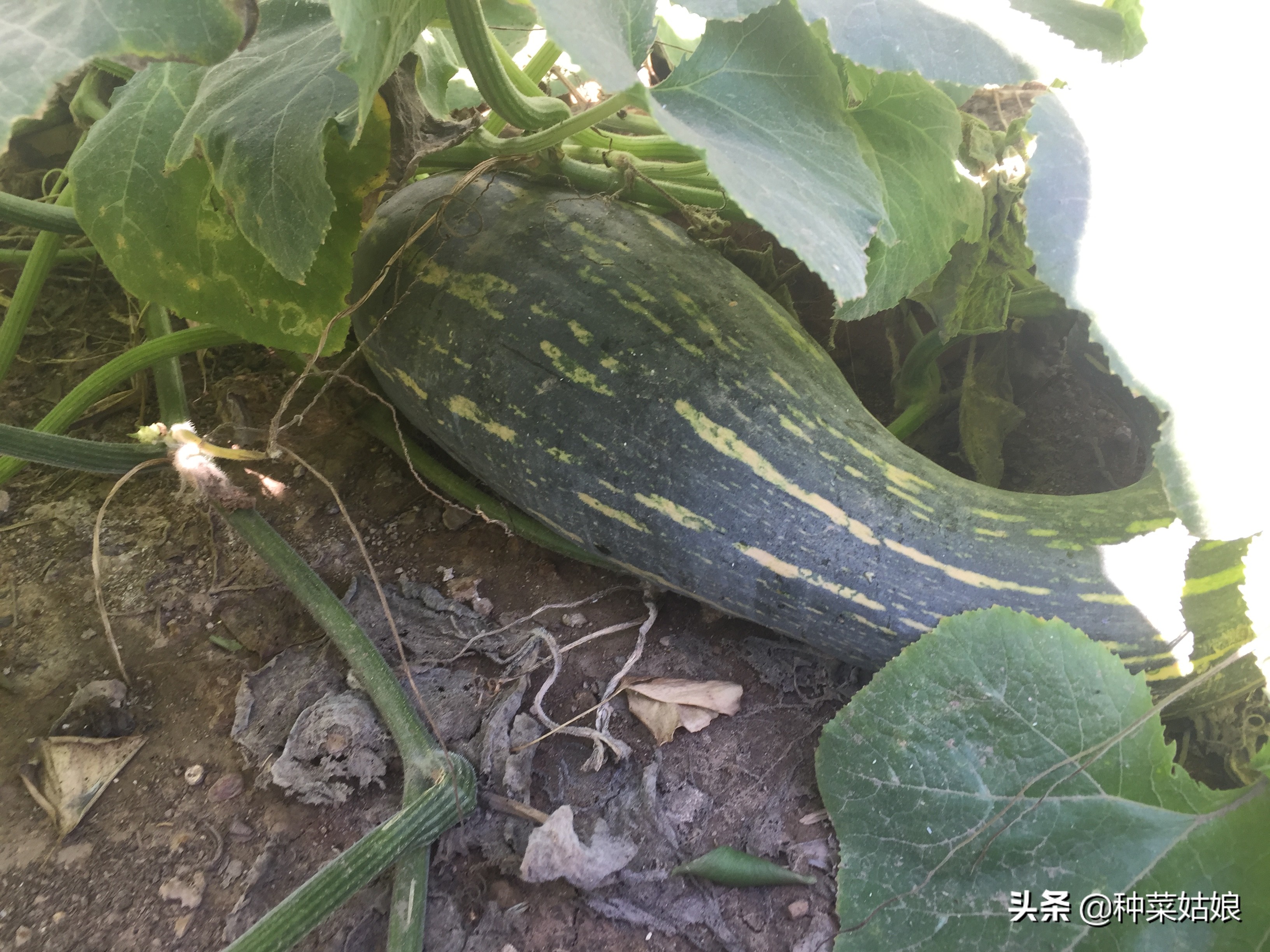 南瓜正确的修剪方法幼瓜才能多结,南瓜怎样管理才会多结瓜