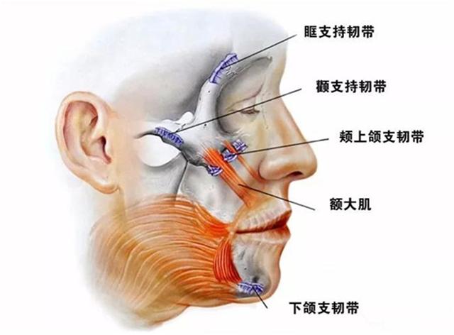 线雕和玻尿酸筋膜提升有什么区别,玻尿酸线雕是什么样子