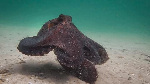 人鱼情未了在线阅读,人鱼情未了电视剧免费观看