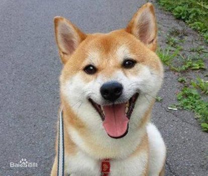 小狗晚上一直汪汪叫是怎么回事,半夜狗狗不睡觉走来走去