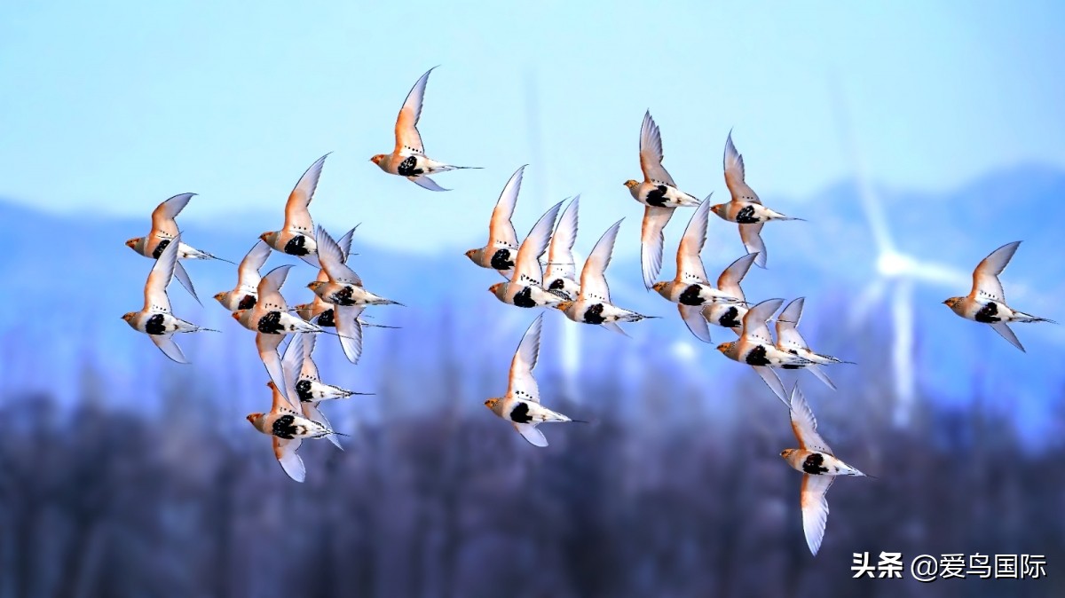 极简鸟类摄影欣赏,2019鸟类摄影作品欣赏