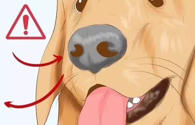 狗狗中暑后好几个小时站不起来,狗狗中暑症状和解救方法及其价格