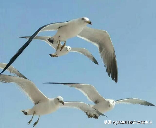 大连哈仙岛民宿三餐,大连哈仙岛民宿客栈