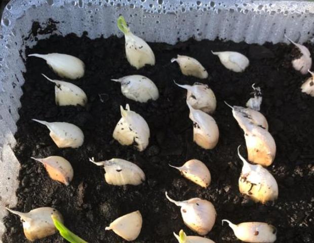 已经长出小芽的大蒜怎么办,长了芽的蒜怎么处理