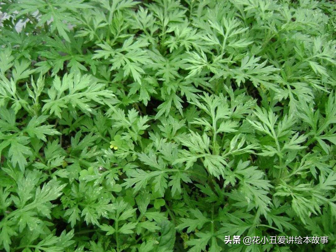 端午到，粽叶香！飘来了妈妈对我的爱，也飘去我对妈妈的想念。