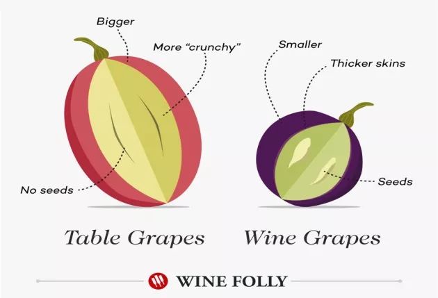 自酿葡萄酒的功效与作用,自酿山葡萄酒很涩怎么办