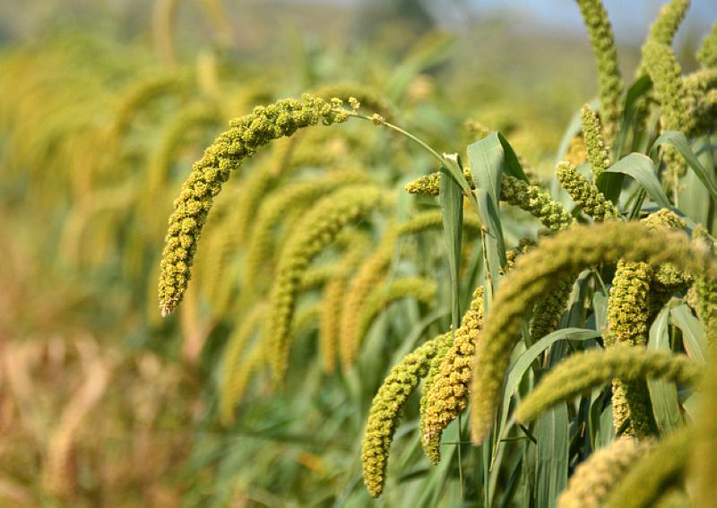 乡情散文：庄稼院儿的种地“留种”