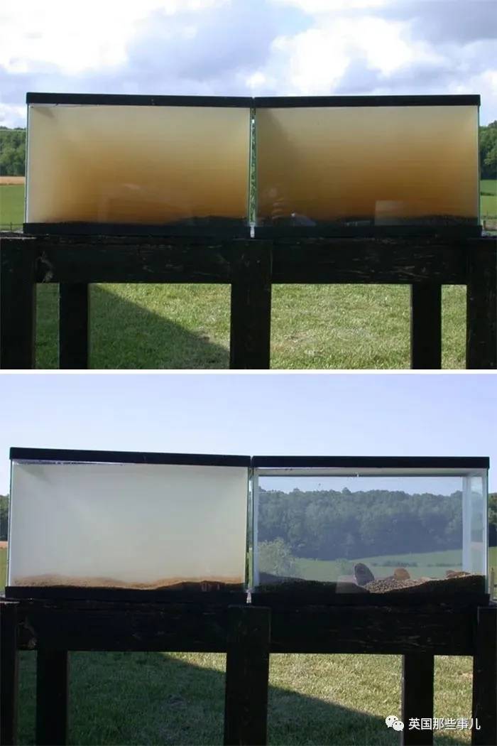 蓝鲸实拍有多大,蓝鲸到底有多大参照物